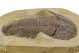 Homalonotid (Iberocoryphe?) Trilobite - Very Rare! #357357-3